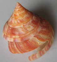 Mikadotrochus hirasei   Pilsbry, 1903